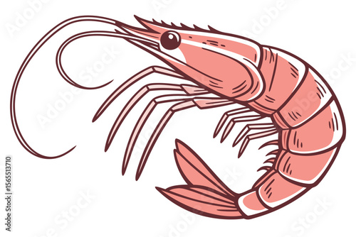 shrimp vector illustration