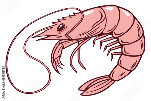vector illustration of shrimp
