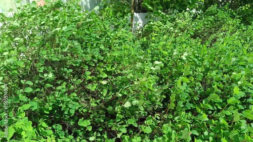 Shrub branches swaying in strong storm winds