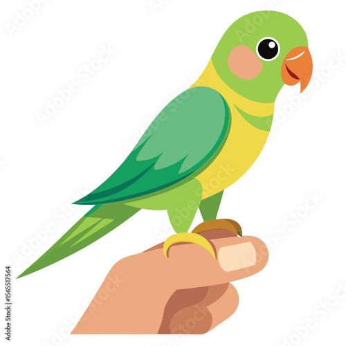 A curious parakeet bird perched on a finger, on a plain background, showing its inquisitive nature and connection