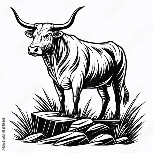 Black and White Texas Longhorn Bull Illustration animal 1
