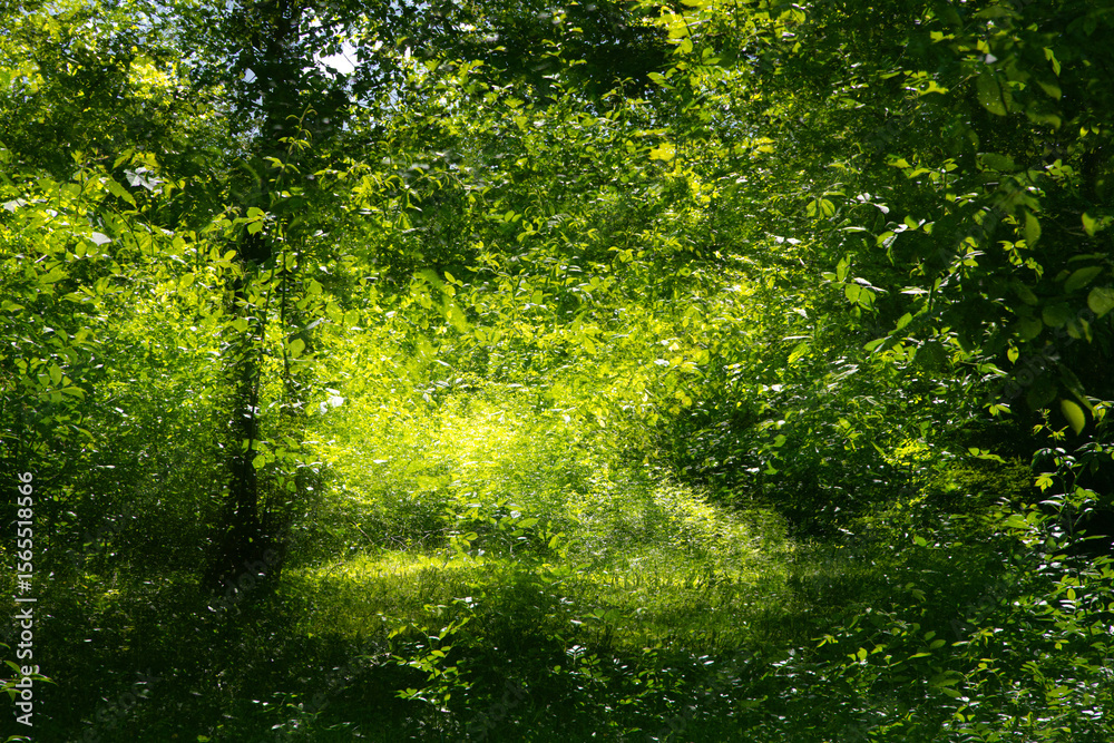 Obraz premium View of a green part of forest or park with sunlight and shadows