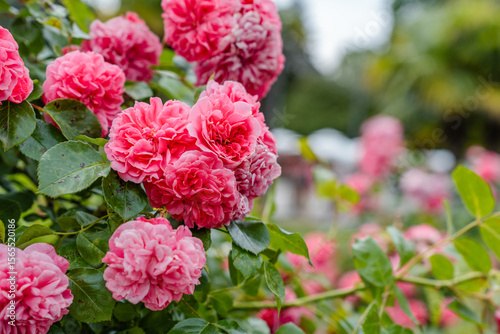 A blooming garden with bushes of roses and flowers