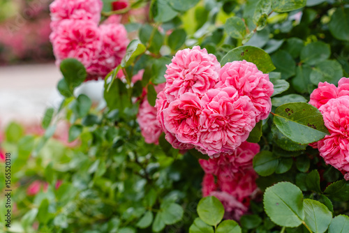A blooming garden with bushes of roses and flowers