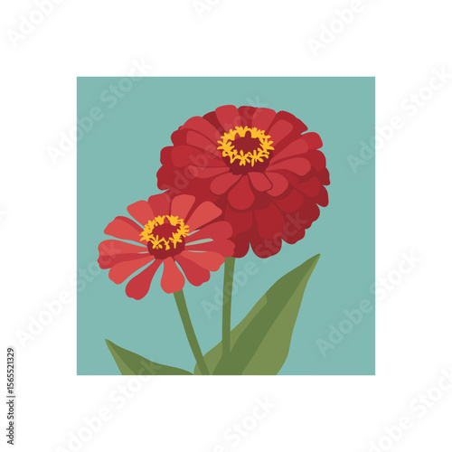 Flat Vector of Two vibrant red Zinnias on a teal background