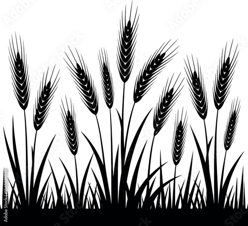 ears of wheat vector illustration