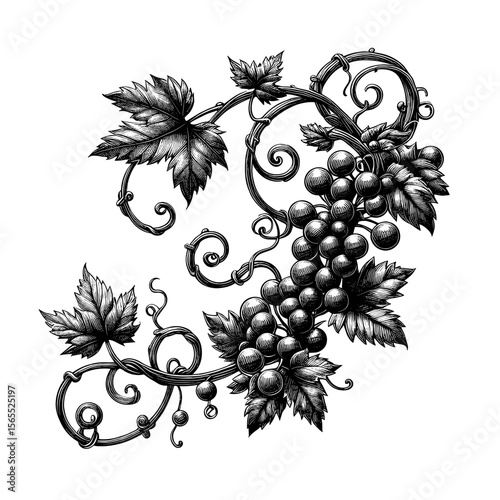 Vine illustration in black-and-white style
