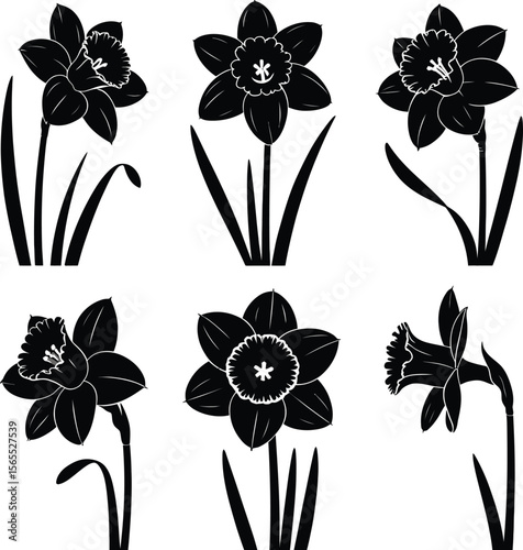 Daffodil Flower Silhouette Set – Black Vector Floral Design Collection