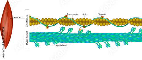 Molecular Structure of Actin and Myosin Filaments in Muscle Contraction. Detailed Diagram of Sarcomere Components in Skeletal Muscle Fibers