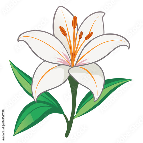 Elegant White Lily Flower with Green Leaves on transparent