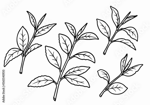 Botanical line art illustration of tea sprigs and leaves on white background