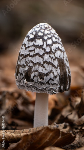 Striking Shaggy Ink Cap Mushroom on a Forest Floor Covered with Autumn Leaves