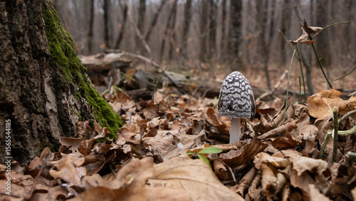 Common Ink Cap Mushroom Beside a Mossy Tree Trunk in an Autumn Forest