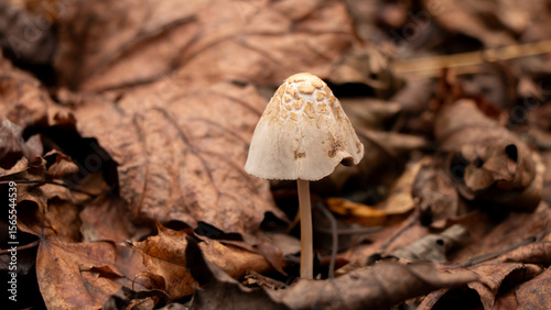 Delicate Bell-shaped Mushroom Emerging from Autumn Leaves on Forest Floor