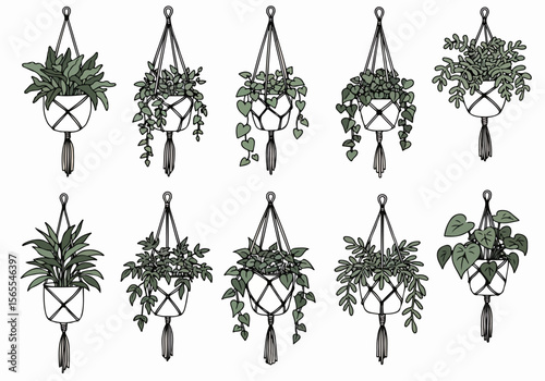 Set of Hand-Drawn Illustrations of Different Hanging Plants in Macrame Hangers on White Background