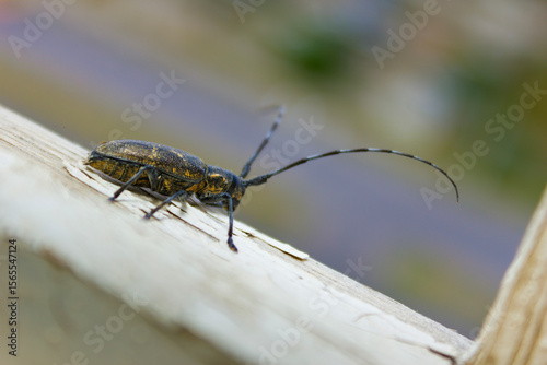 Capricorn beetle