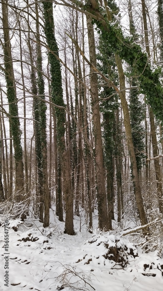 Naklejka premium Snowy Winter Forest with Ivy-Covered Trees