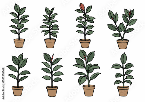Set of hand-drawn illustrations featuring various potted rubber plants (Ficus elastica) with green leaves and brown pots, perfect for botanical design and home decor themes.