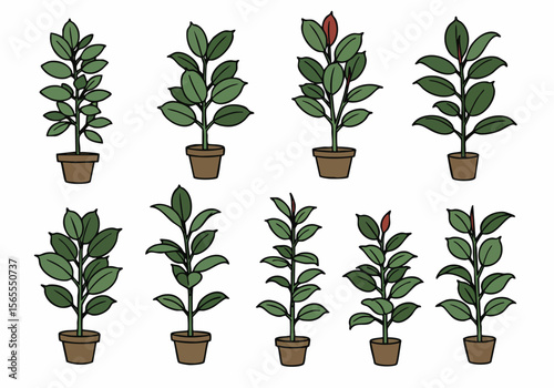Set of hand-drawn potted rubber plants illustration