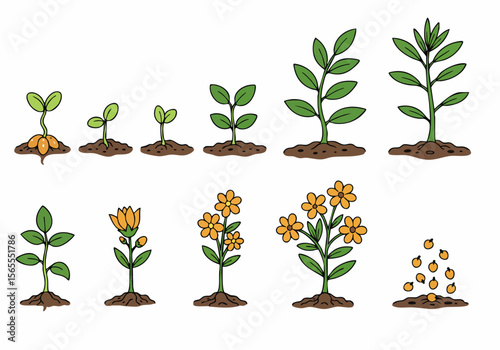 Illustrated Stages of Plant Growth and Development from Seed to Flower