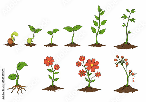 Lifecycle of a plant illustration showing growth stages from seed germination to seedling, mature plant with flowers and fruits.