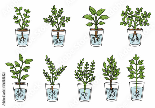 Set of vector hand-drawn illustrations showing small plants growing in water glasses, depicting roots for science, education, or gardening concepts.