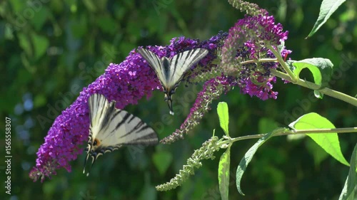 Butterflies gracefully feeding on vibrant purple flowers that are blooming in full splendor