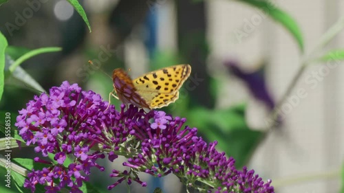 A Beautiful Butterfly resting on Purple Blooms in its Natural Habitat with grace and charm