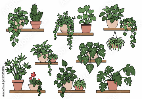 Vector illustration of diverse potted houseplants on shelves and hanging against a white background