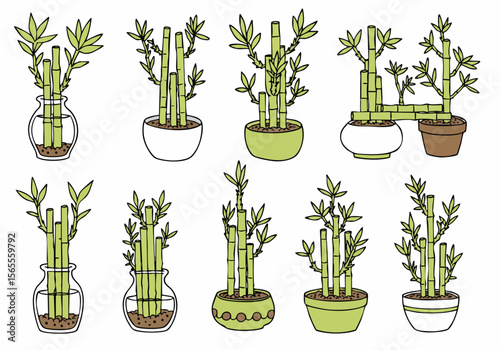 Set of Hand Drawn Lucky Bamboo Houseplants in Different Containers