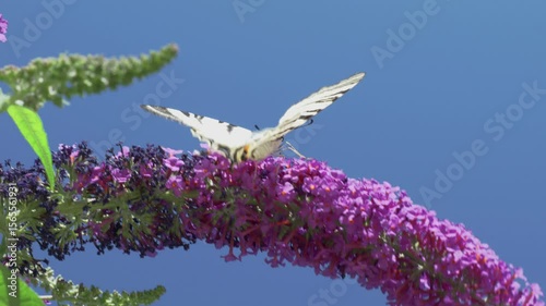 A Graceful Butterfly Perched on a Vibrant Purple Flower Set Against a Clear Blue Sky