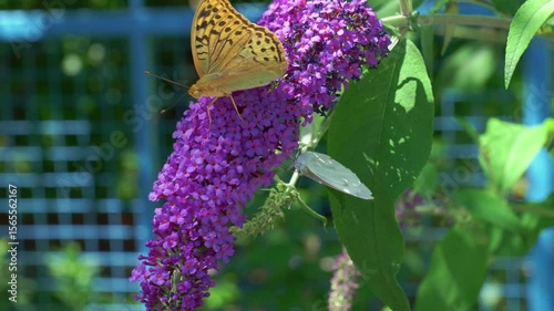 A Beautiful Butterfly Feeding on a Purple Flower that is in Full Bloom during Summer