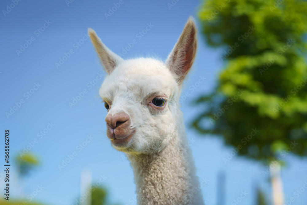 Obraz premium Close-up of a cute white albino baby alpaca’s head against a clear blue sky, perfect for animal portraits, farm life, and innocence concepts.