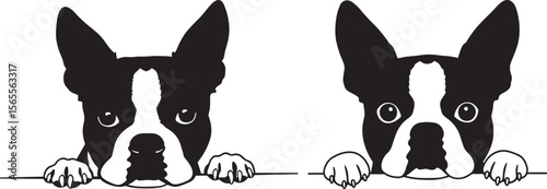 Boston terrier dog face peeking over front paw silhouette vector illustration