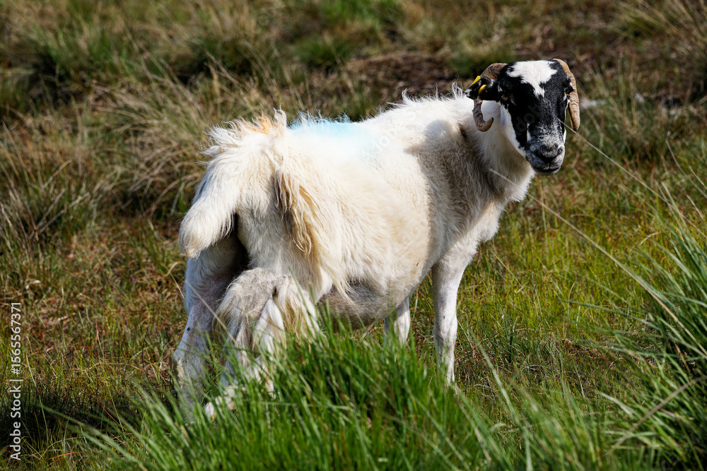 Obraz premium goat on a meadow