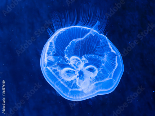 A jellyfish closeup with blue colours in germany