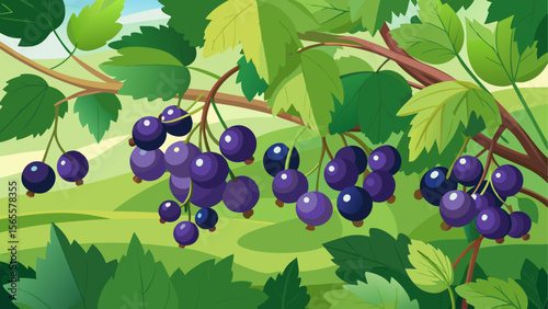 Clusters of ripe blackcurrants hanging on branches among lush green leaves in a sunny countryside setting
