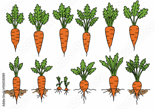 Simple cartoon illustration of carrot growth stages, including young sprouts, mature plants with leaves and roots in soil, and harvested roots.