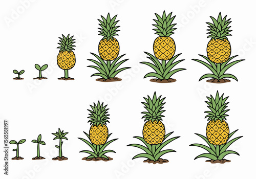 Pineapple plant growth stages from sprout to ripe fruit - simple flat illustration