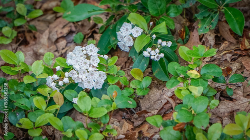 White flower on the hiking path of the Allegheny National Forest photo