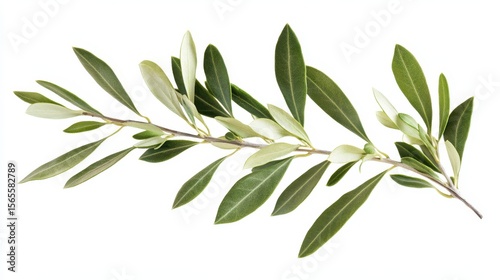 Fresh Olive Branch Isolated on White Background with Lush Green Leaves