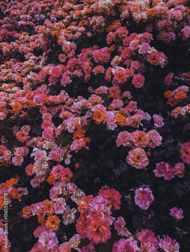 A dramatic and artistic bush of roses in vivid pink, orange, and purple hues on shadowy background. Bold, mysterious, and expressive mood, luxury branding, with vintage or retro flair