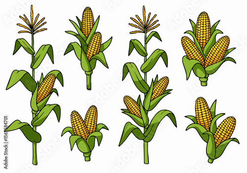 Cartoon illustration set featuring various corn plants with leaves and ripe yellow ears on a white background, depicting agriculture and harvest.