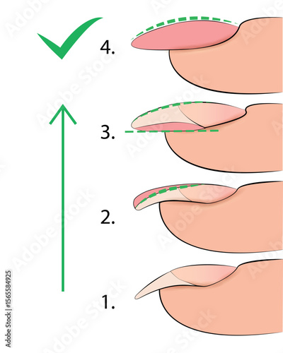 Illustration of the stages of forming a manicure nail plate for training in extensions in vector