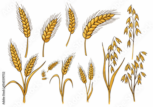 Hand Drawn Wheat and Oat Cereal Grains Illustration Set