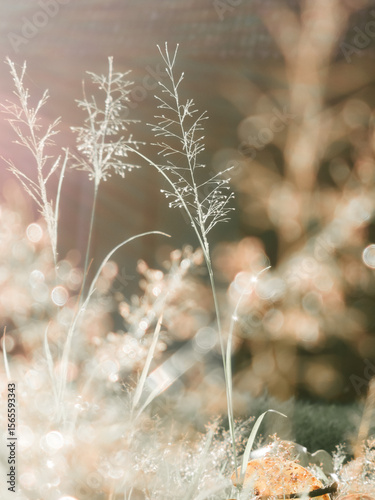 grass in the snow