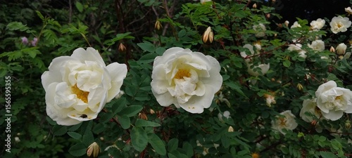 White roses in full bloom with lush green leaves, surrounded by unopened buds. The scene conveys a serene and natural beauty.