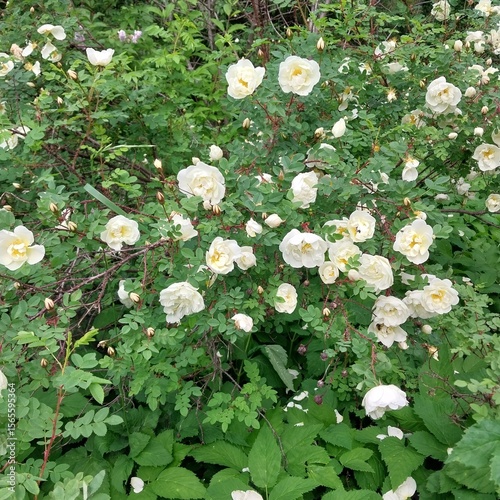 A dense bush of white roses in full bloom amid lush green foliage. The scene conveys a sense of tranquility and natural beauty in a garden setting.
