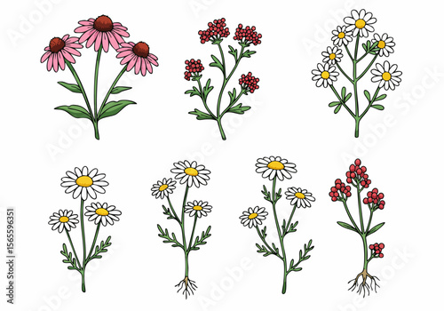 Hand-drawn botanical illustration set featuring medicinal herbs: Echinacea, Yarrow, and Chamomile, isolated on white for natural medicine and wellness concepts.
