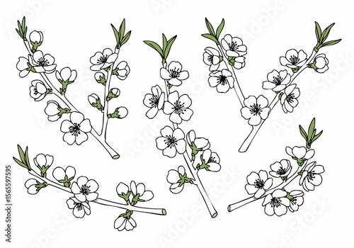 Hand-drawn illustration set of delicate white cherry blossom branches with green leaves, perfect for spring and floral designs.